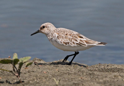 Sanderling 2018-05-23