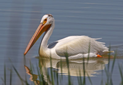 American White Pelican 2018-05-25