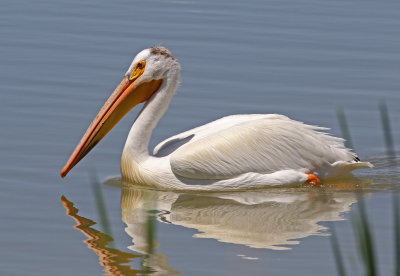 American White Pelican 2018-05-25