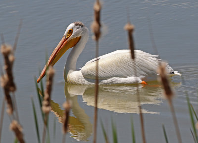 American White Pelican 2018-05-25