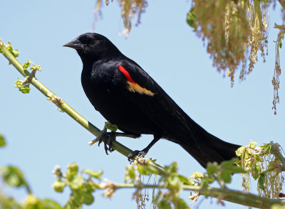 Red-winged Blackbird 2018-05-25