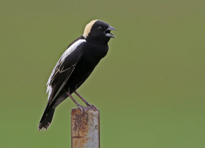 Bobolink 2018-05-26