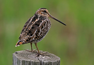 Wilson's Snipe 2018-05-26