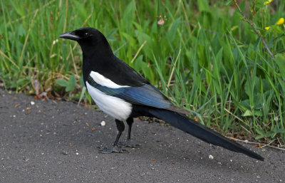Black-billed Magpie 2018-05-27