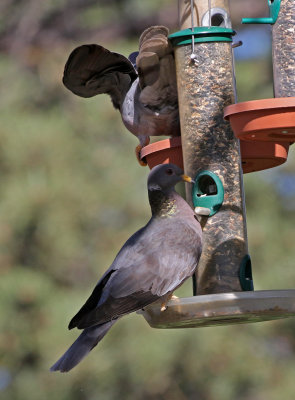 Band-tailed Pigeon 2018-05-27
