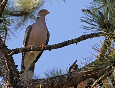 Band-tailed Pigeon 2018-05-27