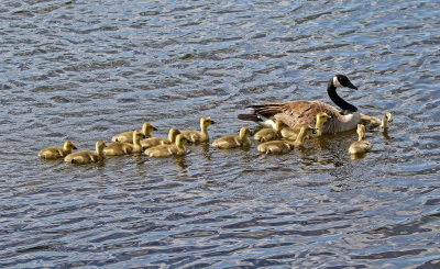Canada Goose 2018-05-27