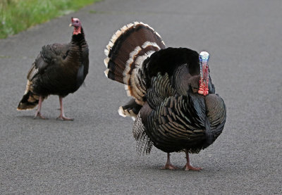 Wild Turkey 2018-05-27