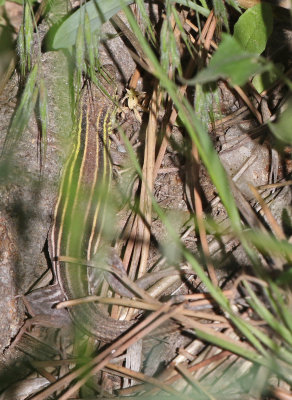 Prairie Racerunner 2018-05-31