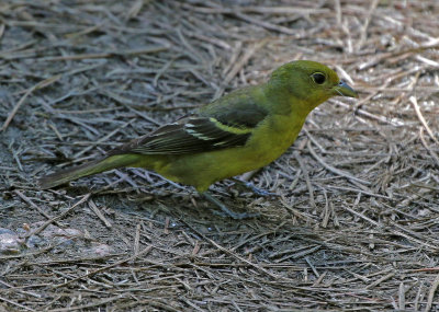 Western Tanager 2018-05-31
