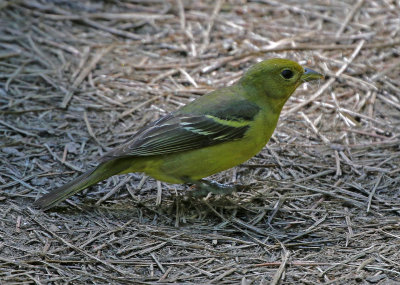 Western Tanager 2018-05-31