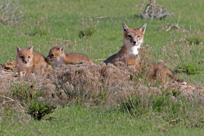 Swift Fox 2018-05-16