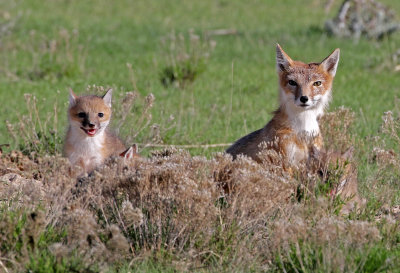 Swift Fox 2018-05-16