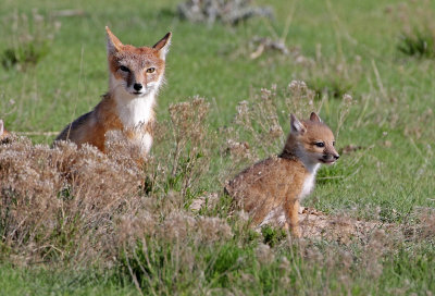 Swift Fox 2018-05-16