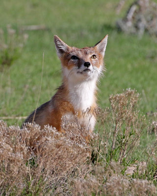 Swift Fox 2018-05-16
