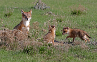 Swift Fox 2018-05-16