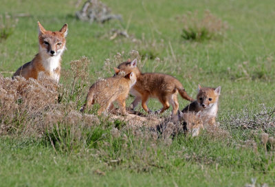 Swift Fox 2018-05-16