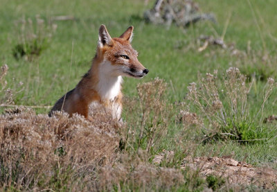 Swift Fox 2018-05-16