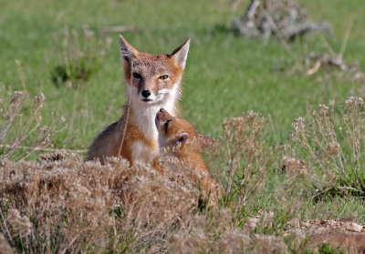 Swift Fox 2018-05-16