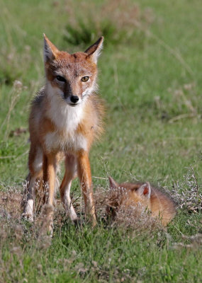 Swift Fox 2018-05-16
