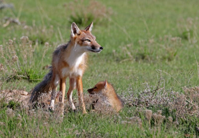 Swift Fox 2018-05-16