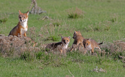 Swift Fox 2018-05-16