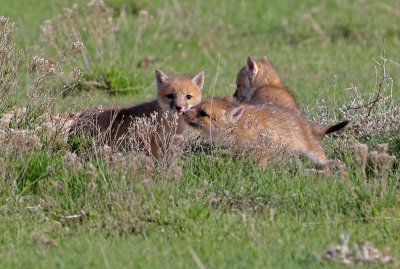Swift Fox 2018-05-16
