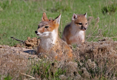 Swift Fox 2018-05-16