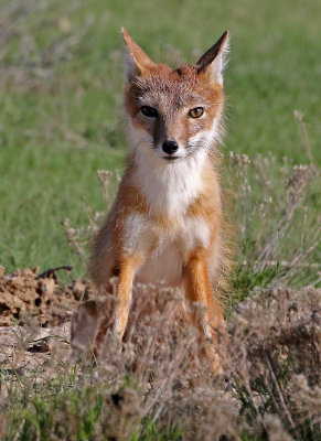 Swift Fox 2018-05-16