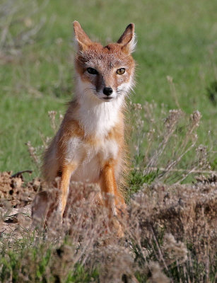 Swift Fox 2018-05-16