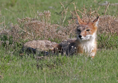 Swift Fox 2018-05-16