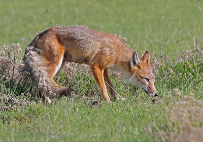 Swift Fox 2018-05-16
