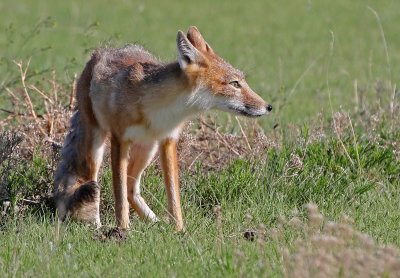 Swift Fox 2018-05-16