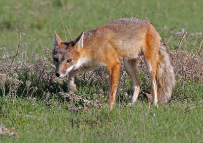 Swift Fox 2018-05-16