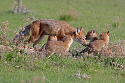 Swift Fox 2018-05-16