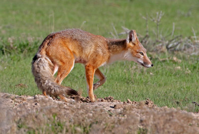 Swift Fox 2018-05-16
