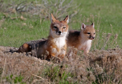 Swift Fox 2018-05-16