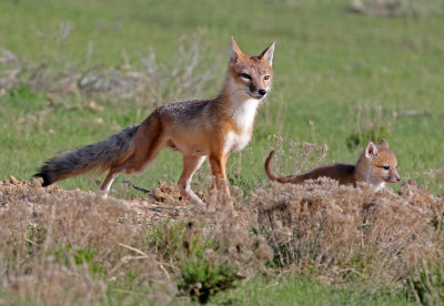 Swift Fox 2018-05-16