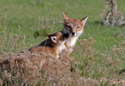Swift Fox 2018-05-16