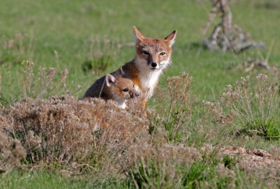 Swift Fox 2018-05-16