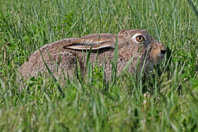 White-tailed Jackrabbit 2018-05-16
