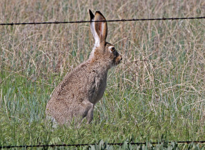 White-tailed Jackrabbit 2018-05-16