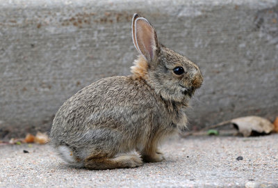 Eastern Cottontail 2018-05-18