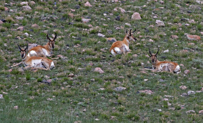 Pronghorn 2018-05-20