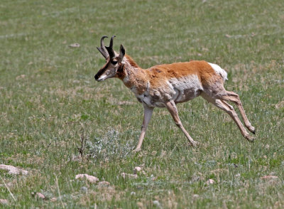 Pronghorn 2018-05-20