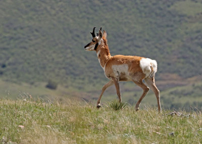 Pronghorn 2018-05-20