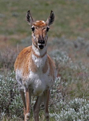 Pronghorn 2018-05-20