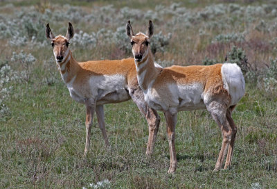 Pronghorn 2018-05-20