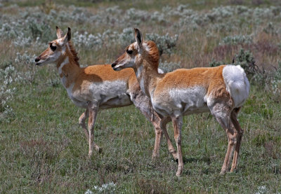 Pronghorn 2018-05-20