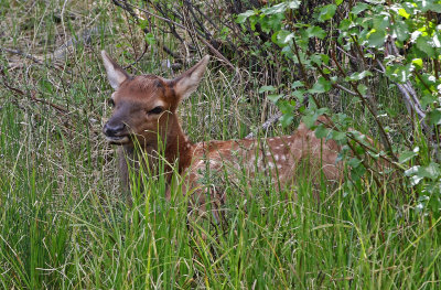 Elk 2018-05-27